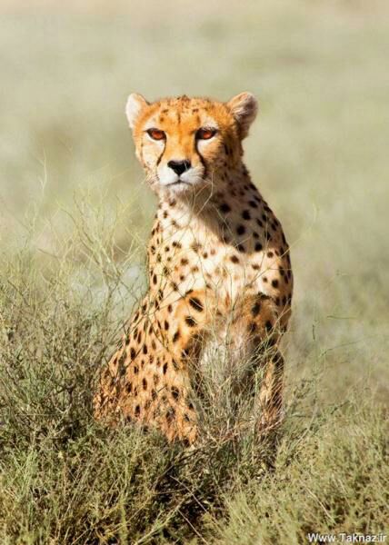 Panther\_\_یوزپلنگ