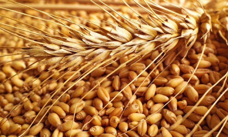 Wheat====&gt;وییت====&gt;گندم