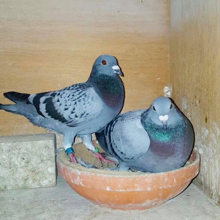 pigeons in Ethiopia ??