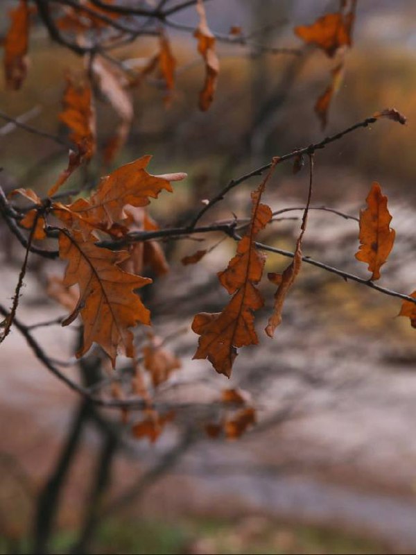 Пикник-парк 🌲