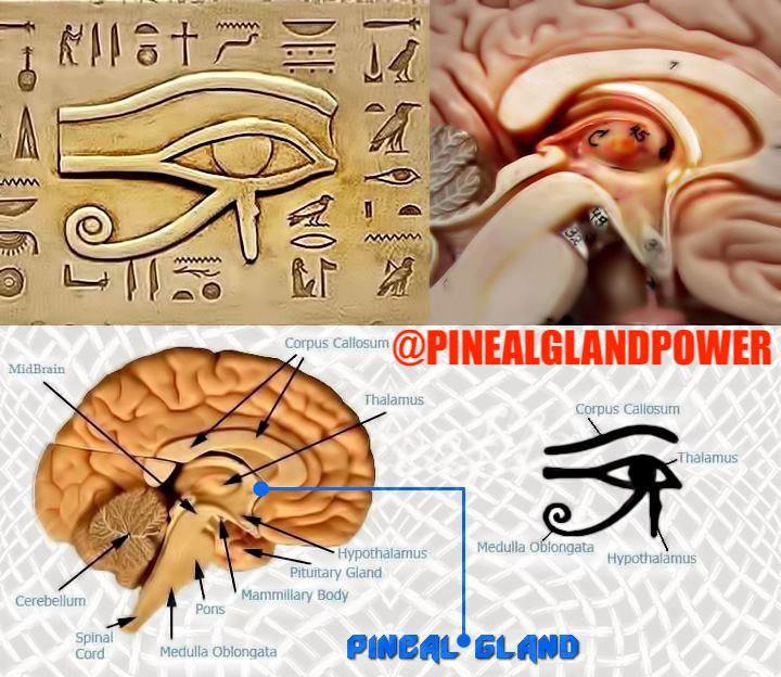 DECALCIFY YOUR PINEAL GLAND. Open your …