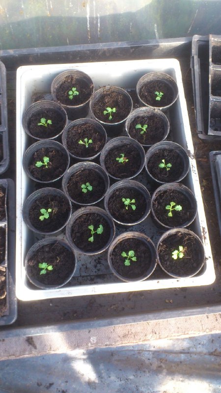 ....and some kale seedlings potted up....