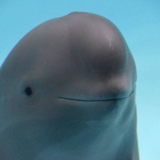 [Smiling Dolphin](https://t.me/MiharuBSC) Buy!