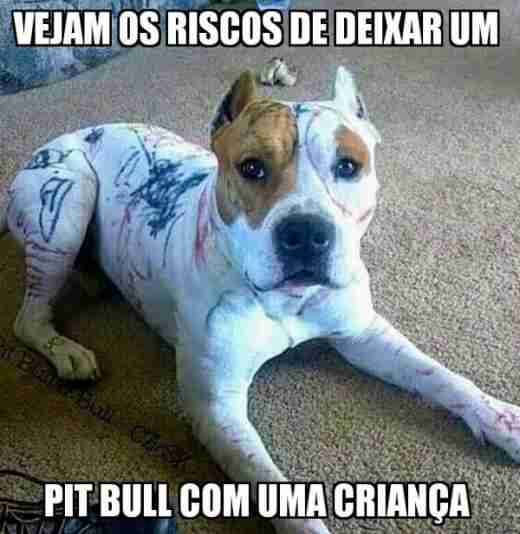 Pitbullkkkkkkkk