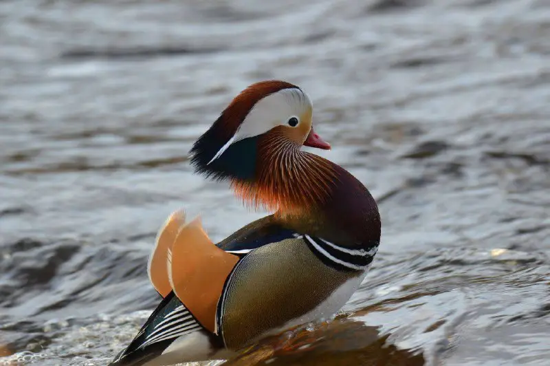 ***🦆*** Утку-мандаринку заметили в Курортном районе …