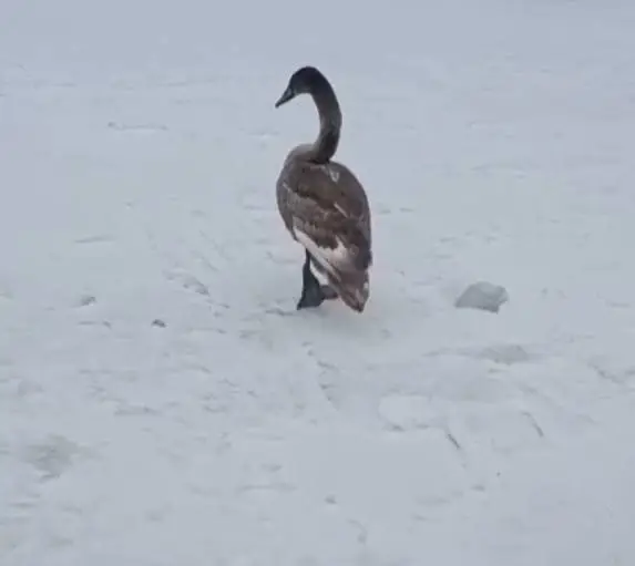 *****🦢*** Полицейские спасли лебедя со льда …