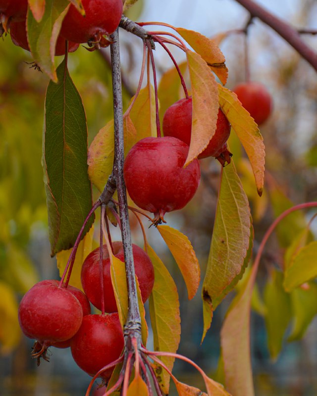 “L'automne est une demeure d'or et …