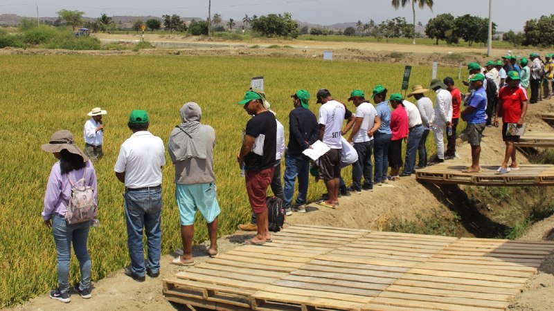 Semillas El Potrero lanza una nueva …