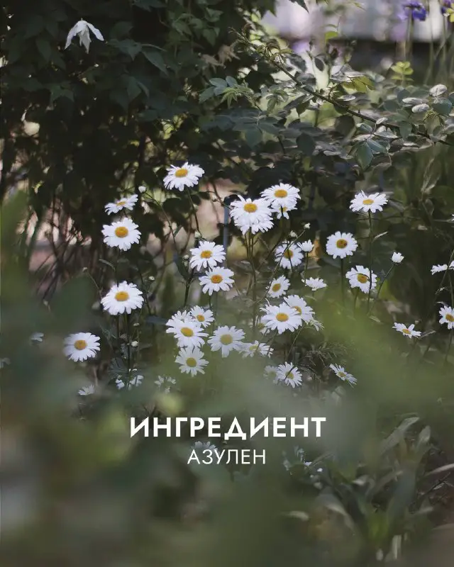 ***🌿***Азулен: компонент, который любят косметологи