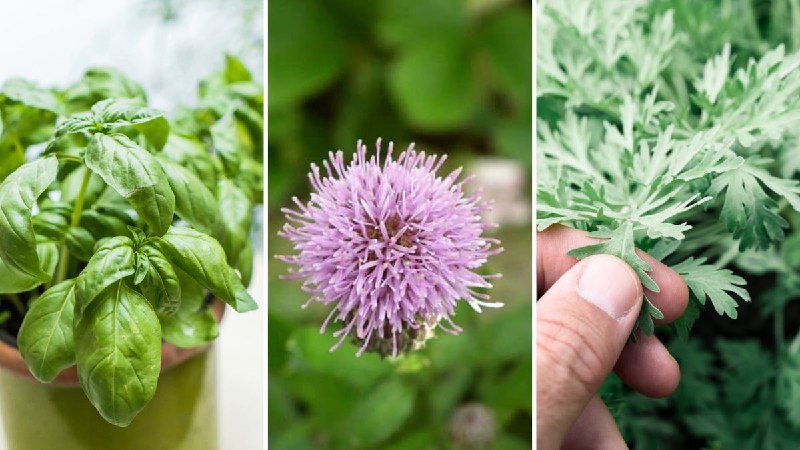 22 plantas medicinales que podemos cultivar …