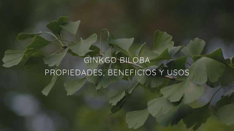 Propiedades, beneficios y usos del Ginkgo …