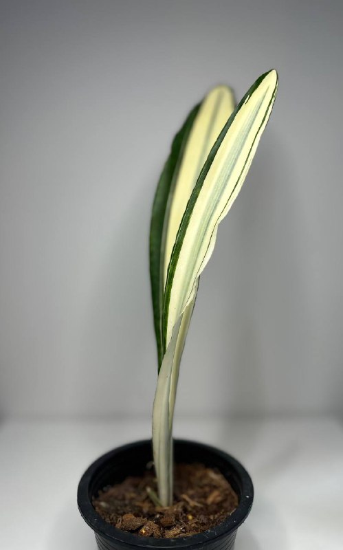 *****🌱*** Сансевиерия Бьюти Квин | Sansevieria …