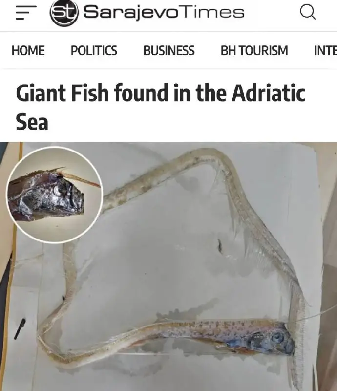 «Гигантская рыба найдена в Адриатическом море»: …