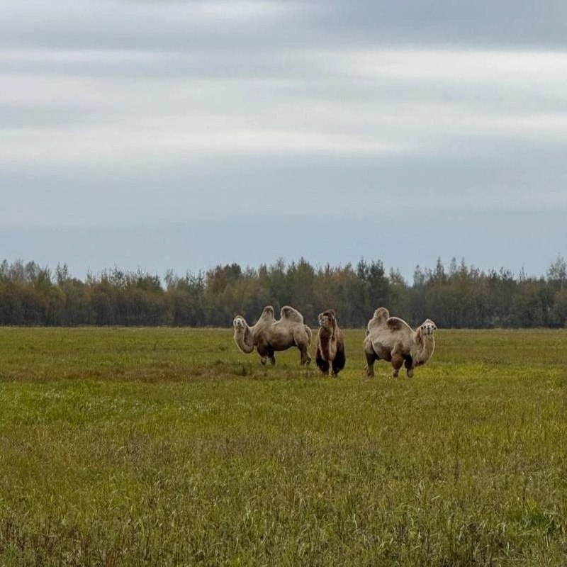 Интересные коровы в раменской деревне Рыбаки....