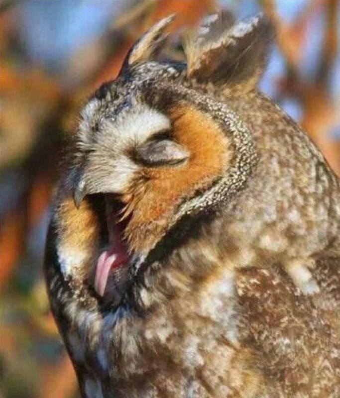 Сладких снов ***🦉******🦉******🦉***