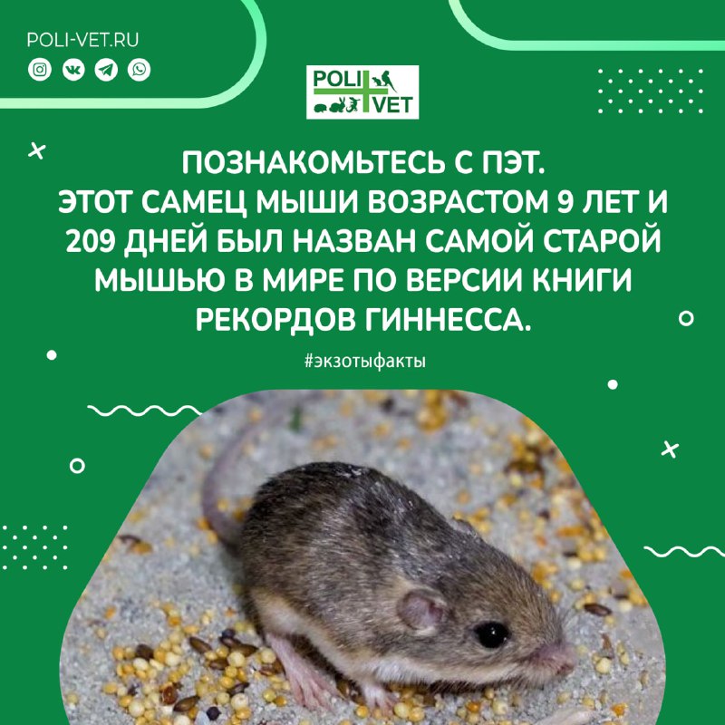 Самая старая мышь ***🐀*** в мире: …