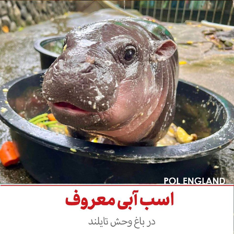 POL ENGLAND ***??***
