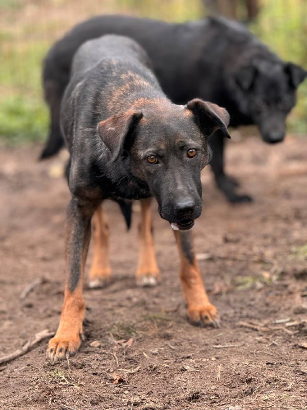 Привет из передержки от Хлои ***🐕‍🦺*** …