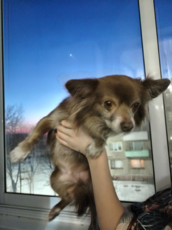 Попытки эстетично нафоткать Пончо у окна …