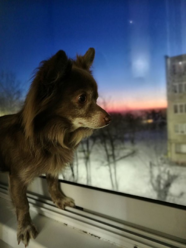 ~🐾𝑴𝒊𝒔𝒕𝒆𝒓.𝑷𝒐𝒏𝒄𝒉𝒐🐾~