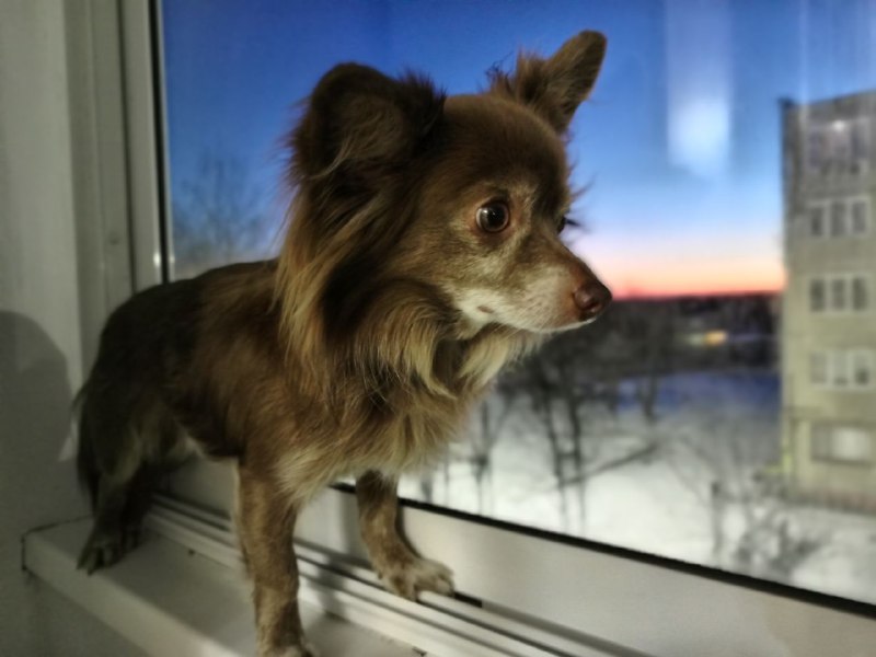 ~🐾𝑴𝒊𝒔𝒕𝒆𝒓.𝑷𝒐𝒏𝒄𝒉𝒐🐾~