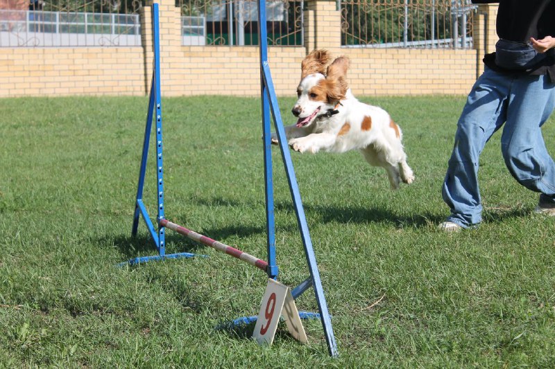 Всем привет, это spotted dogs