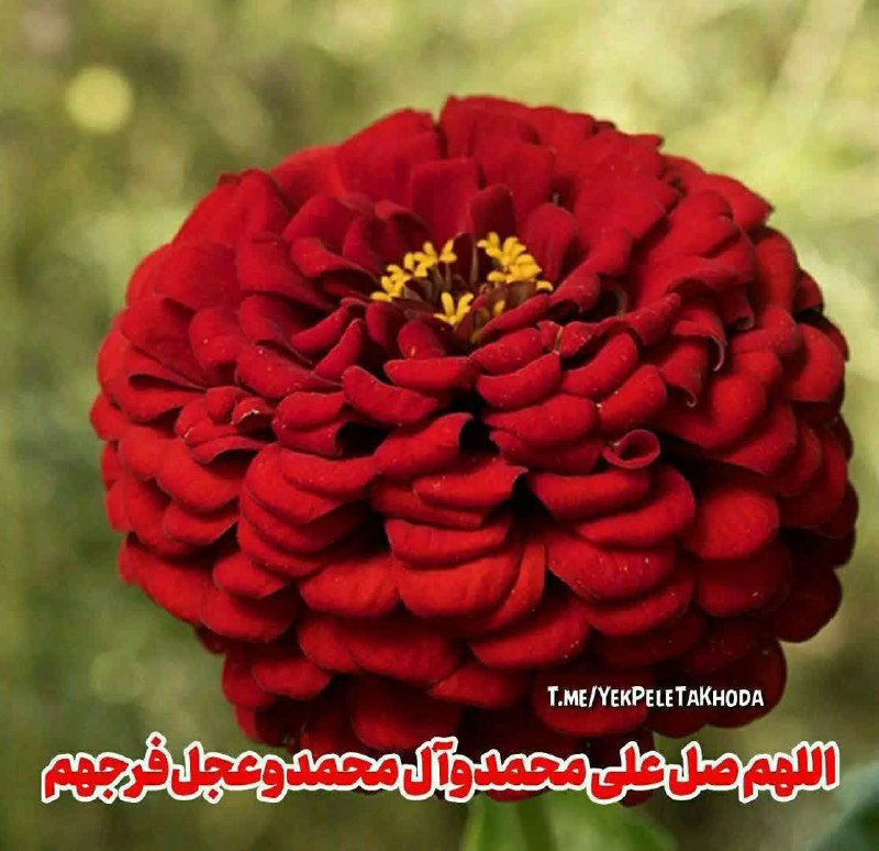 پوشاک گل یاس
