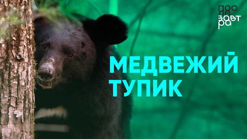 ***🐻*** **Медвежий** **тупик. Как гималайские медведи …