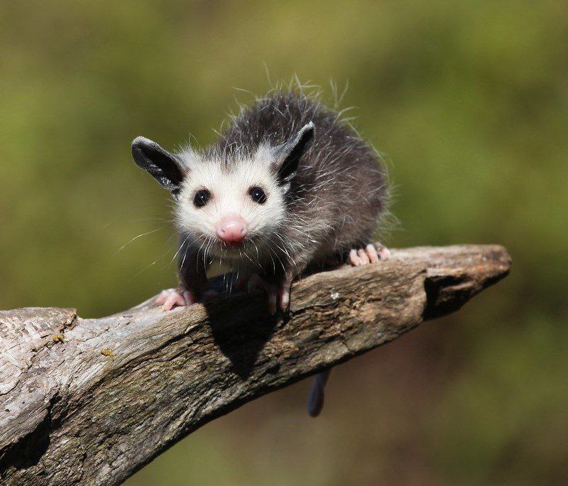 POSSUM TIME