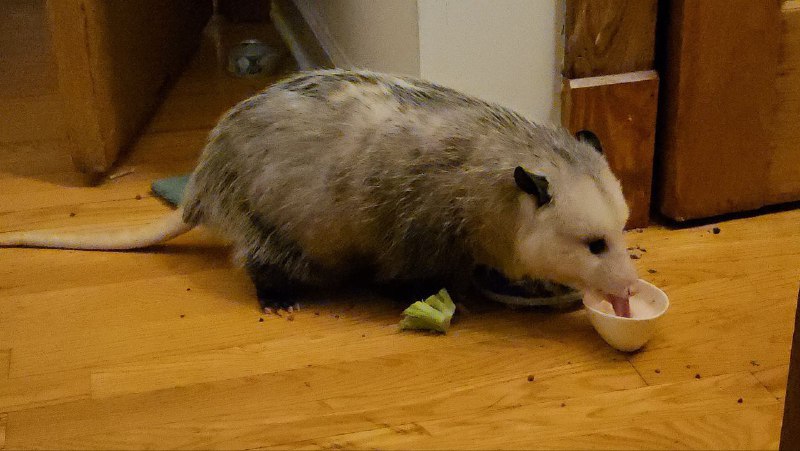 POSSUM TIME