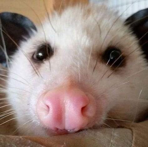 POSSUM TIME