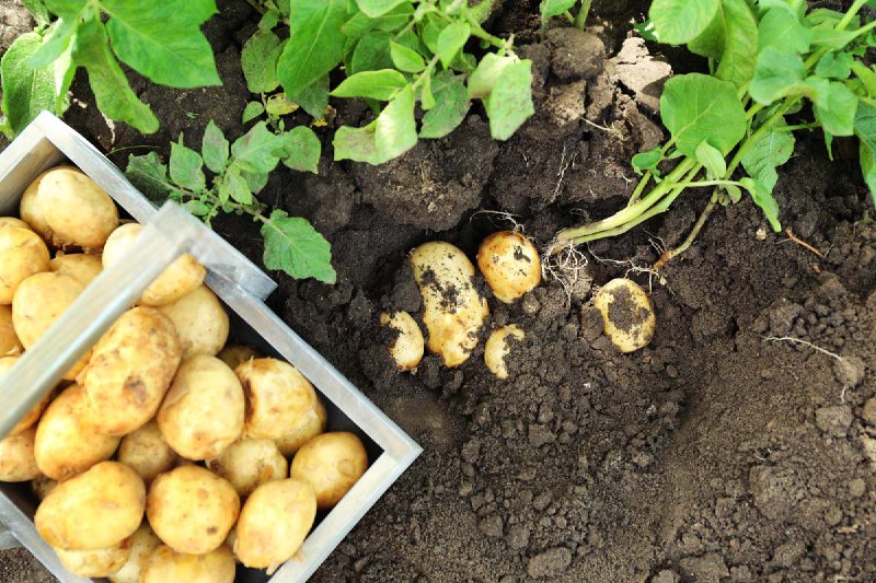 Ancient Potato Preservation: Kashmir Valley’s Lifeline …