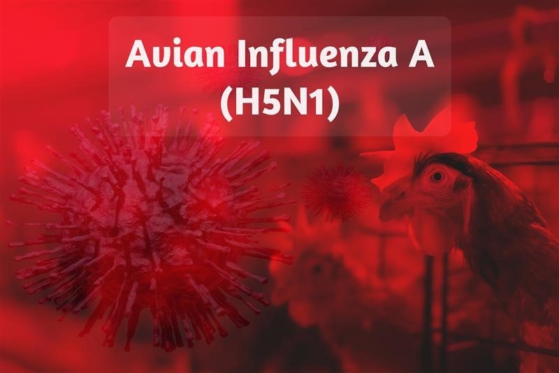 ***🇺🇸*** [**США. Грипп птиц.**](https://www.wattagnet.com/poultry-meat/diseases-health/avian-influenza/news/15710622/michigan-alabama-ag-departments-report-hpai-cases)