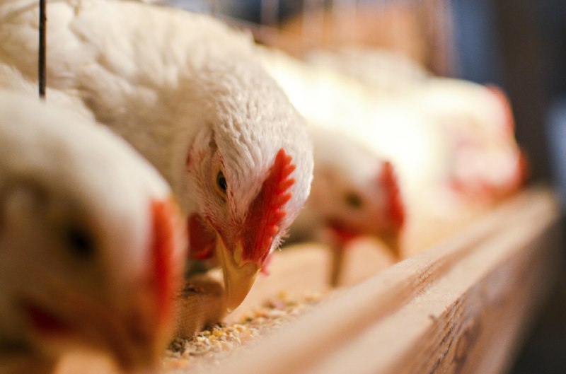 ***🇵🇭*** [**Филиппины. Прогнозы производства.**](https://www.thepoultrysite.com/news/2024/12/philippines-chicken-production-forecast-to-rise-4-in-2025)