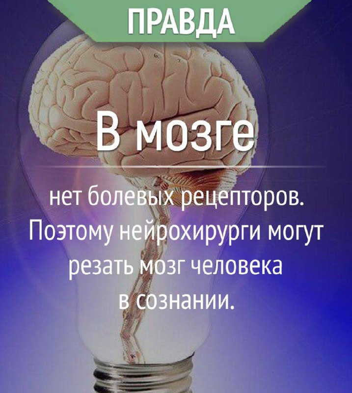 В Мозге нет болевых рецепторов. Поэтому …