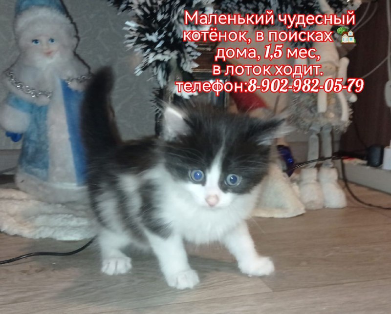 Маленький чудесный котёнок, в поисках ***🏡***дома, …