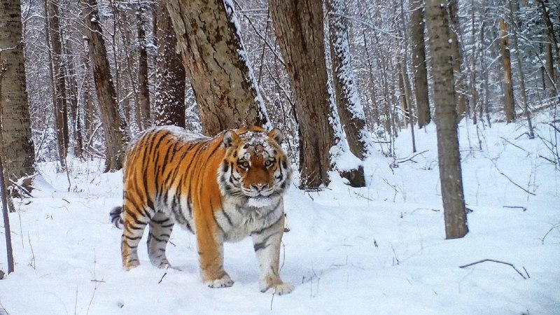 *****🐅******📸*** Очень красивого тигра засняла фотоловушка …