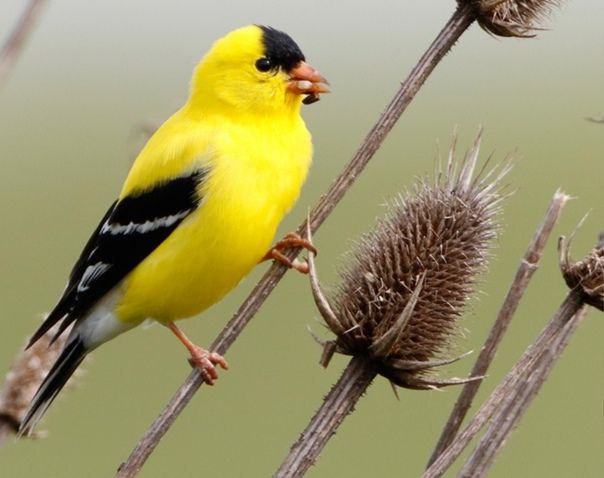 Американский чиж | American goldfinch