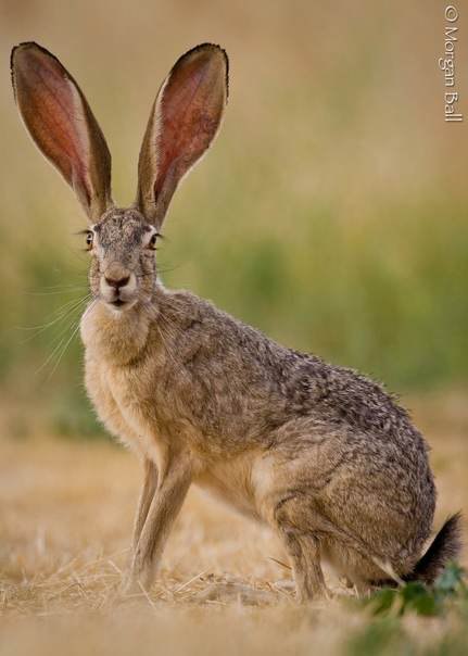 Чернохвостый заяц (лат. Lepus californicus).