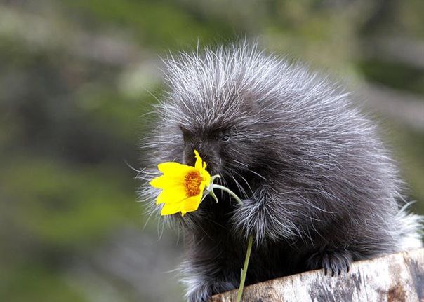 Североамериканский дикобраз | North American porcupine