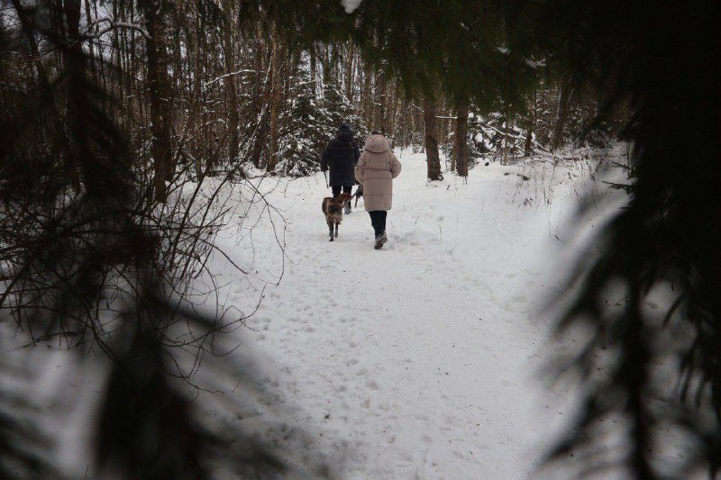 Приют Солнцево. О питомцах из приюта