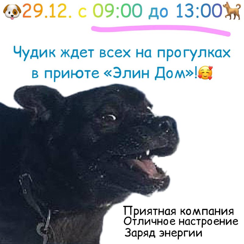 Ссылка на группу по прогулкам ***☝️***