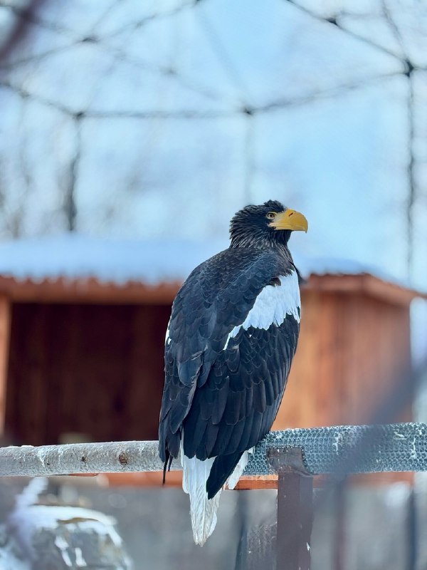 *****🦅*** Белоплечие орланы из Большереченского зоопарка …