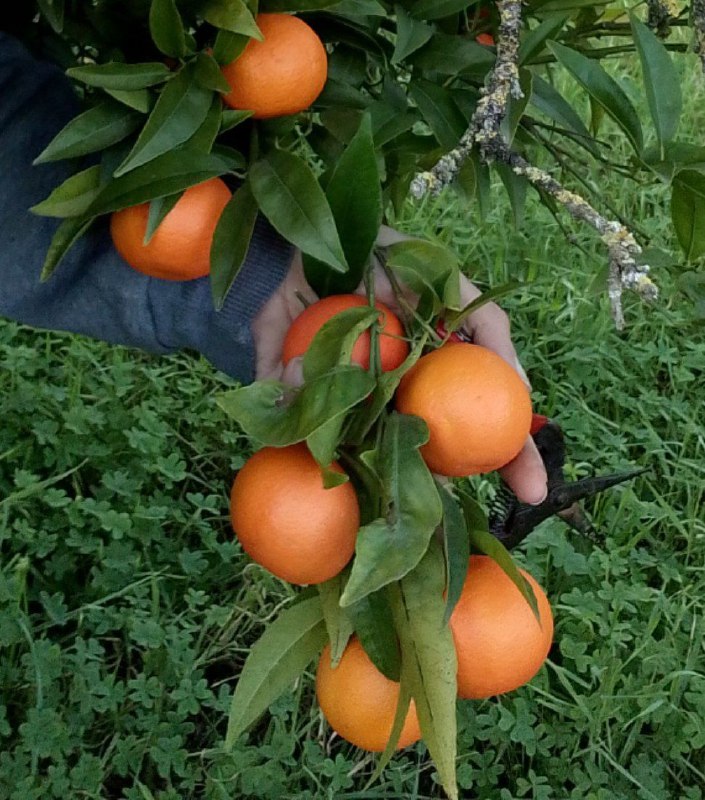 Prodotti biologici Sicilia?