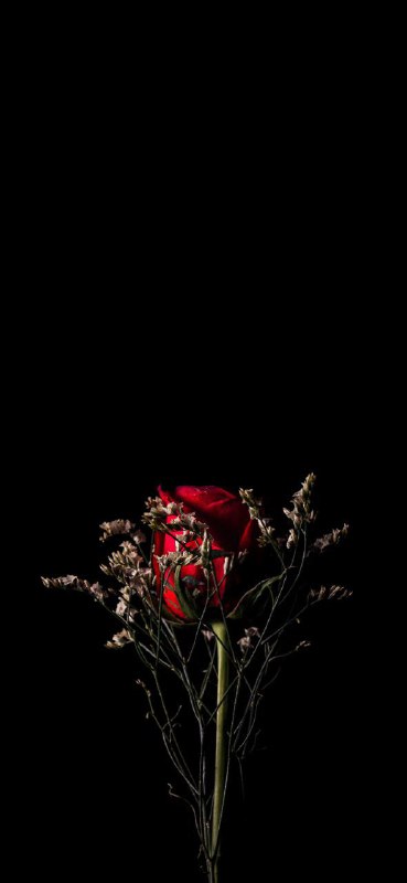 Wallpaper