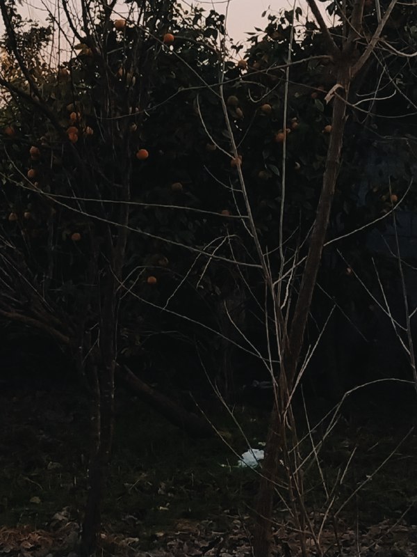 profumo di pioggia