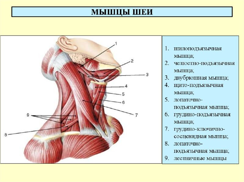 Мышцы шеи