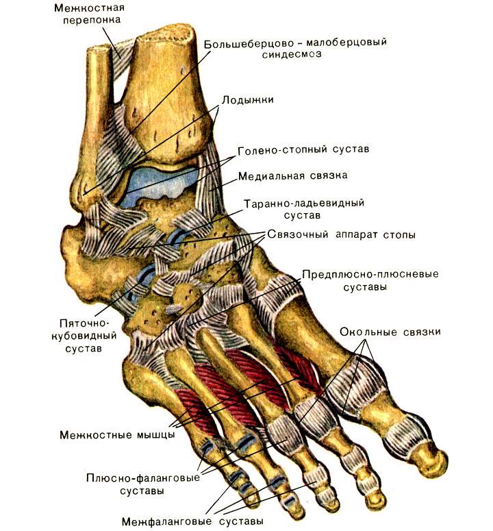 Соединения стопы