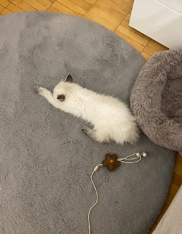 ника!!