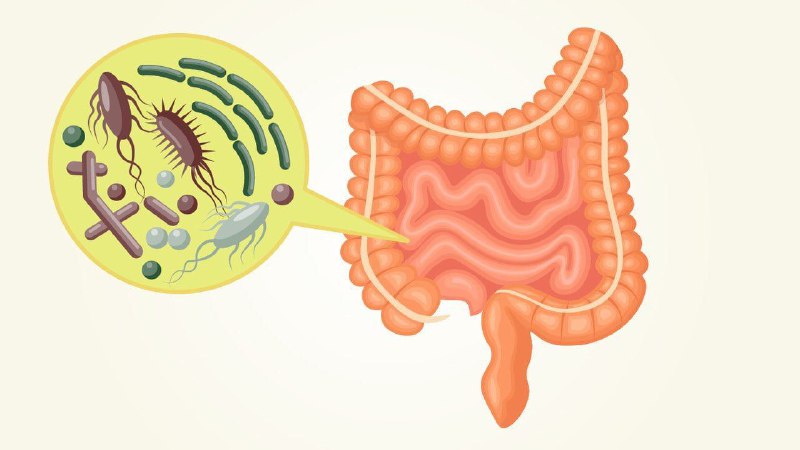 ***👨‍⚕️*****Дисбактериоз: как улучшить состояние**.